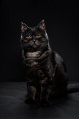 Adorable scottish black tabby cat on black background.