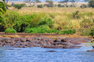 Group of hippos (Hippopotamus amphibius) in a river in Serengeti National Park, Tanzania. Wildlife...