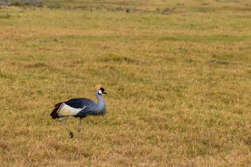 Obraz na płótnie Canvas Grey crowned crane (Balearica Regulorum) in Ngorongoro crater national park, Tanzania. Wildlife of Africa