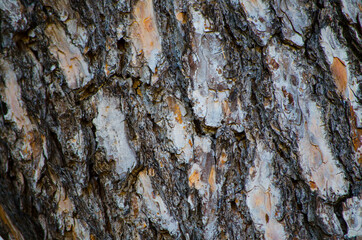 Wood tree texture, cracked surface pattern.