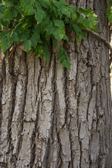 textured bark of a large old tree close-up. green on top