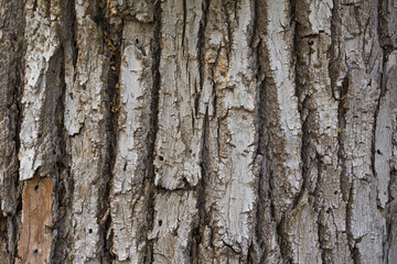 textured bark of a large old tree close-up