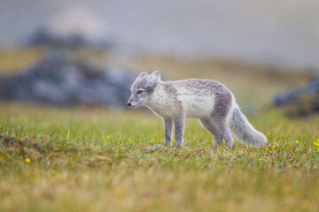 Arctic Fox cub running around on the tundra in the Arctic
