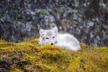 Arctic Fox relaxing at the entrance to its den in the Arctic Circle