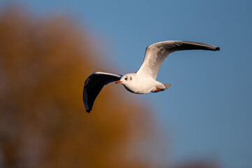 Black-headed Gull in the early morning light o Bushy Park, London