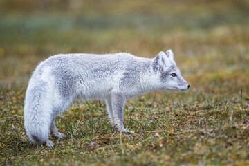 Arctic Fox cub running around on the tundra in the Arctic