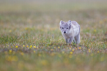 Arctic Fox cub running around on the tundra in the Arctic