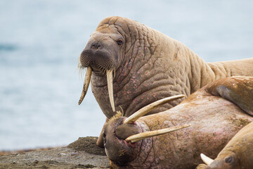 Large walrus lying on the beach in the Arctic