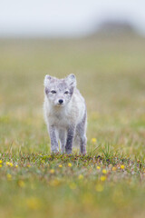 Arctic Fox cub running around on the tundra in the Arctic