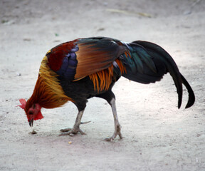 Male of Red jungle fowl (Gallus gallus) picking juicy morsel from the ground : (pix SShukla)