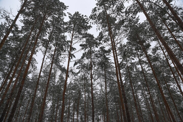 Fototapeta premium Winter forest landscape, snow-covered trees, winter landscape.