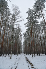 Winter forest landscape, snow-covered trees, winter landscape.
