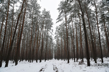 Winter forest landscape, snow-covered trees, winter landscape.