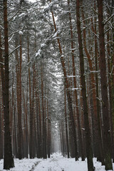 Fototapeta premium Winter forest landscape, snow-covered trees, winter landscape.