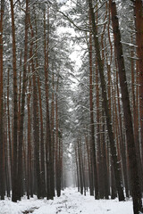 Fototapeta premium Winter forest landscape, snow-covered trees, winter landscape.
