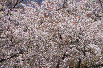 越代のサクラ（福島県・古殿町）