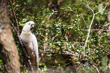 The sulphur-crested cockatoo (Cacatua galerita) is a relatively large white cockatoo found in wooded habitats in Australia, New Guinea, and some of the islands of Indonesia