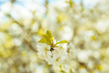 Kwiaty wiśni zakwitające na wiosnę © Krzysztof
