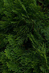 Naklejka na ściany i meble branches of deep green cypress close-up