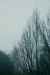 Naked Winter Trees On A Foggy Day