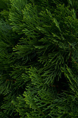 branches of deep green cypress close-up