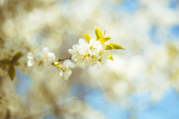 Kwiaty wiśni zakwitające na wiosnę - obrazy, fototapety, plakaty