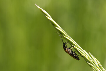 crawling beetle on a flower in macro photography.