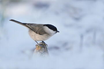 Winter scene with a marsh tit. Poecile palustris