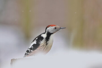 Middle spotted woodpecker sitting on the tree stump. Portrait of a woodpecker in winter forest. Winter scene with a bird.  Dendrocoptes medius

