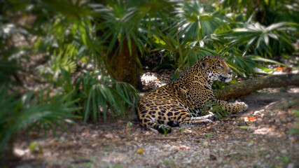 Jaguar resting in the shade of palm branches, noon, heat