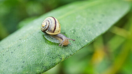 A snail crawling on a plant. Leisurely it crawls forward