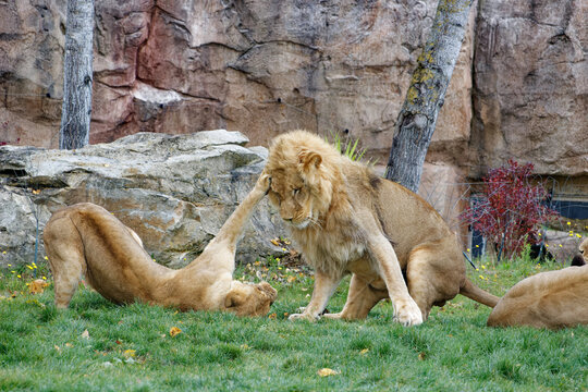 Groupe de lions qui jouent ensemble dans leur enclos