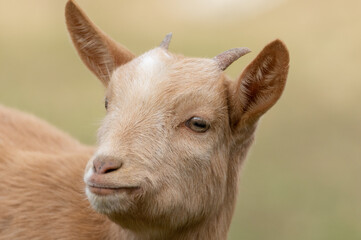 Fototapeta premium 可愛いヤギ