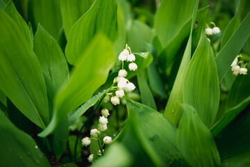 Konwalie kwitnące na wiosnę © Krzysztof