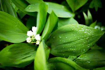 Konwalie kwitnące na wiosnę © Krzysztof