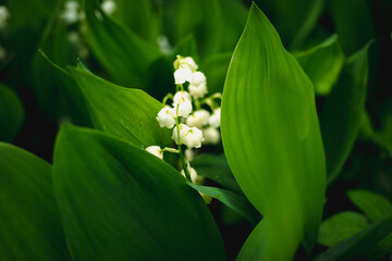Konwalie kwitnące na wiosnę © Krzysztof