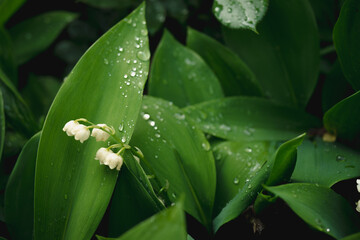 Konwalie kwitnące na wiosnę © Krzysztof