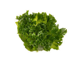 Salad leaves Bio lettuce isolated on white background.