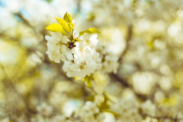 Kwitnąca wiosną wiśnia  - obrazy, fototapety, plakaty