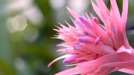 Ehmeya flower close-up, pink, blue