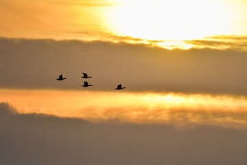 日の出と共に飛び立つ冬鳥マガンの群れ