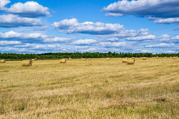 Fototapeta premium a field with straw bales