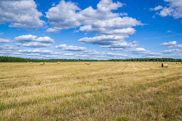 a field with straw bales