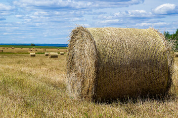 Fototapeta premium a bale of straw in the field