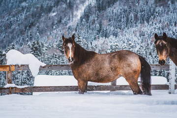 Junges Pferd auf der Koppel (Winter)