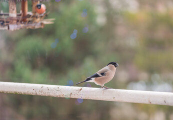 Winter season. Bird feeders with snow flakes