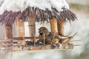 Winter season. Bird feeders with snow flakes