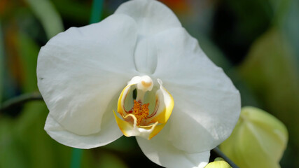 White orchid close-up, flower white with yellow
