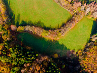 autumn leaves in the forest