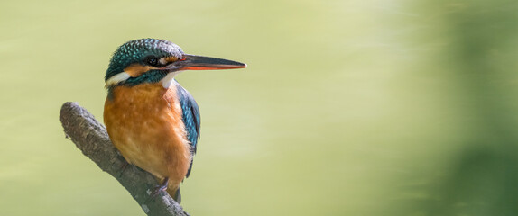 Male common kingfisher perching image with copy space.